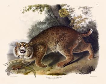 001 American Wild Cat